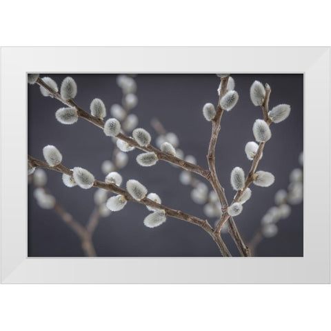 Pussy Willows I White Modern Wood Framed Art Print by Mahan, Kathy