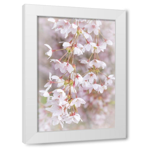 Soft Cherry Blossoms I White Modern Wood Framed Art Print by Mahan, Kathy