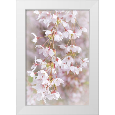 Soft Cherry Blossoms I White Modern Wood Framed Art Print by Mahan, Kathy