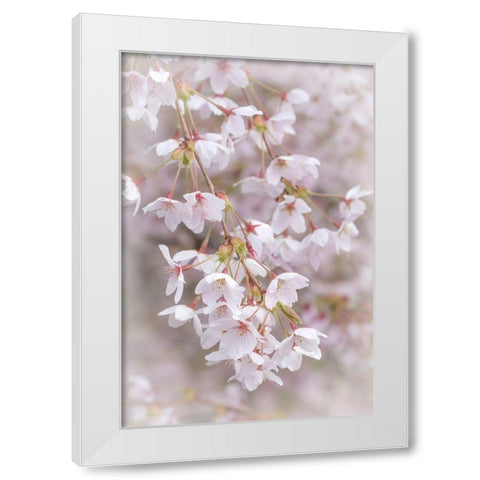 Soft Cherry Blossoms II White Modern Wood Framed Art Print by Mahan, Kathy