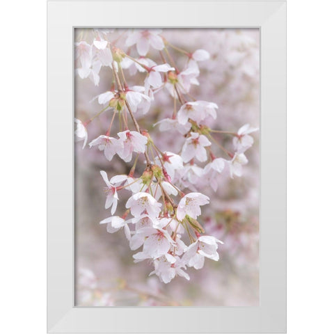 Soft Cherry Blossoms II White Modern Wood Framed Art Print by Mahan, Kathy