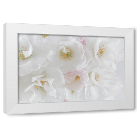White Cherry Blossoms I White Modern Wood Framed Art Print by Mahan, Kathy