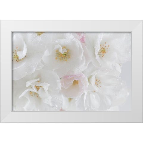 White Cherry Blossoms I White Modern Wood Framed Art Print by Mahan, Kathy