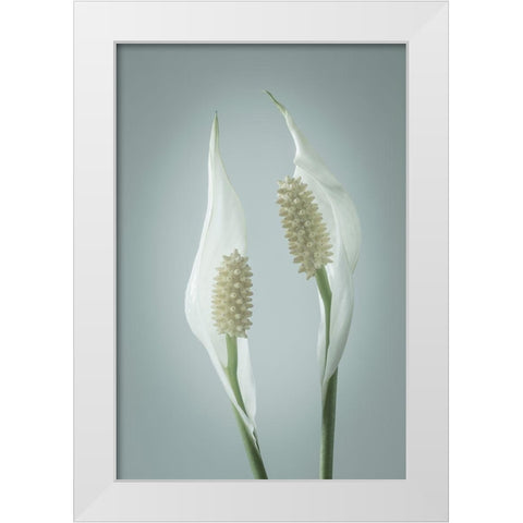 Peace Lily II White Modern Wood Framed Art Print by Mahan, Kathy