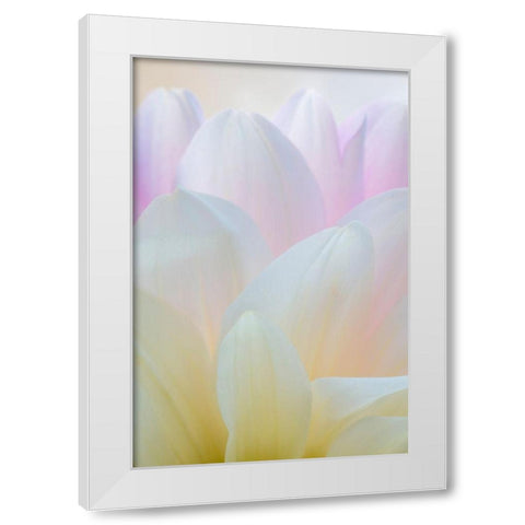Dahlia Blossom I White Modern Wood Framed Art Print by Mahan, Kathy