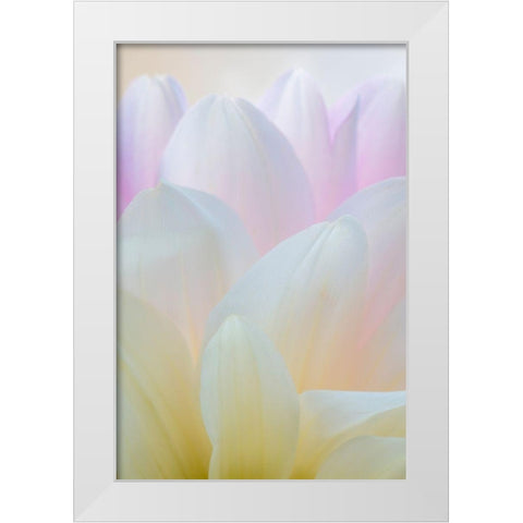Dahlia Blossom I White Modern Wood Framed Art Print by Mahan, Kathy