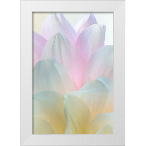 Dahlia Blossom II White Modern Wood Framed Art Print by Mahan, Kathy