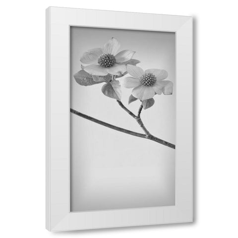 Pacific Dogwood Blossoms I White Modern Wood Framed Art Print by Mahan, Kathy