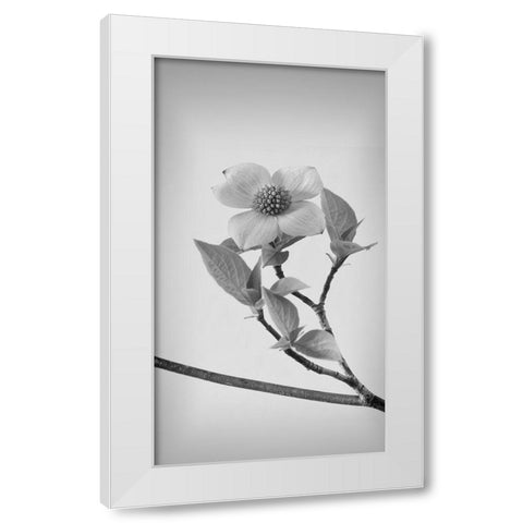 Pacific Dogwood Blossoms II White Modern Wood Framed Art Print by Mahan, Kathy