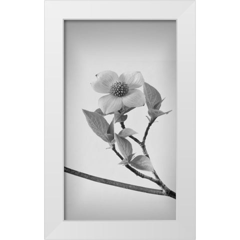 Pacific Dogwood Blossoms II White Modern Wood Framed Art Print by Mahan, Kathy