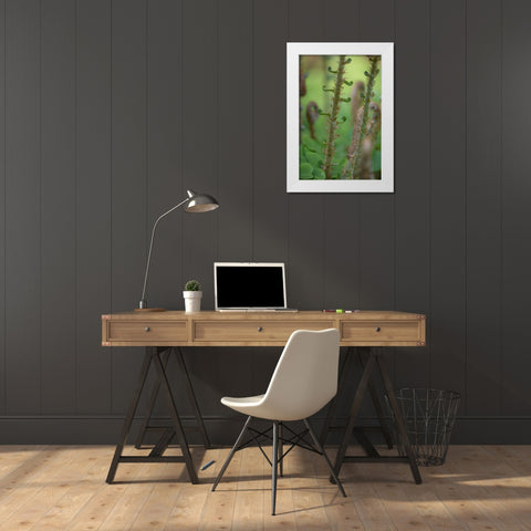Sword Fern I White Modern Wood Framed Art Print by Mahan, Kathy
