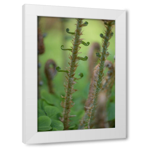 Sword Fern I White Modern Wood Framed Art Print by Mahan, Kathy