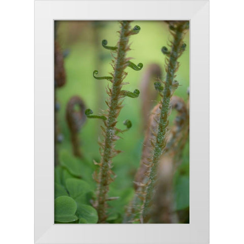 Sword Fern I White Modern Wood Framed Art Print by Mahan, Kathy