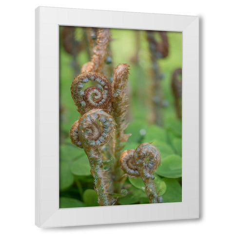 Sword Fern II White Modern Wood Framed Art Print by Mahan, Kathy