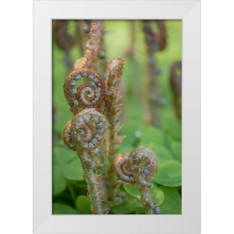 Sword Fern II White Modern Wood Framed Art Print by Mahan, Kathy