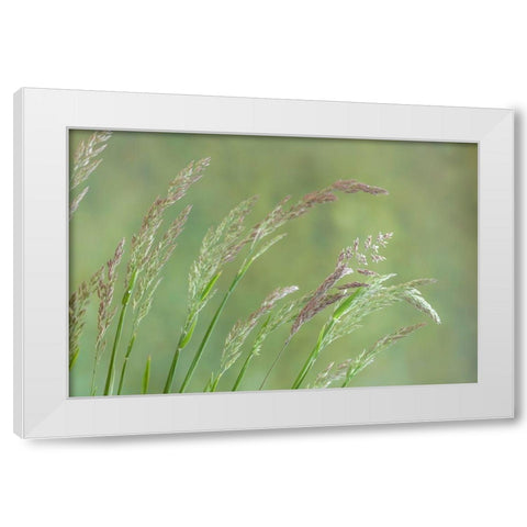 Velvet Grass I White Modern Wood Framed Art Print by Mahan, Kathy