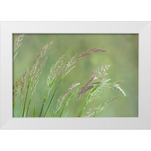 Velvet Grass I White Modern Wood Framed Art Print by Mahan, Kathy