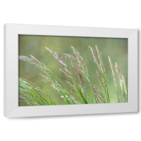 Velvet Grass II White Modern Wood Framed Art Print by Mahan, Kathy