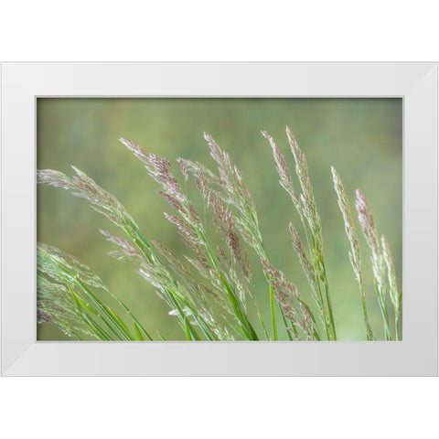 Velvet Grass II White Modern Wood Framed Art Print by Mahan, Kathy