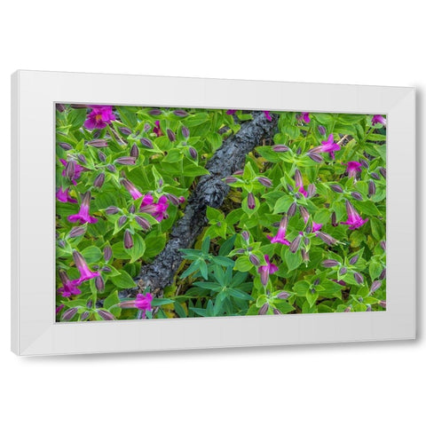 Wildflower Meadow I White Modern Wood Framed Art Print by Mahan, Kathy