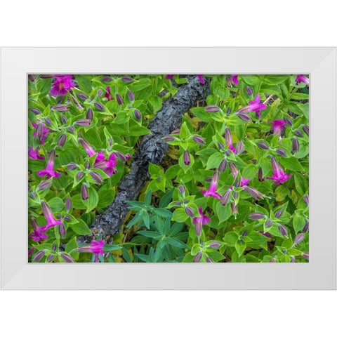 Wildflower Meadow I White Modern Wood Framed Art Print by Mahan, Kathy