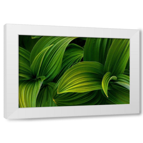 False Hellebore I White Modern Wood Framed Art Print by Mahan, Kathy