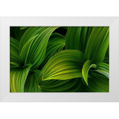 False Hellebore I White Modern Wood Framed Art Print by Mahan, Kathy