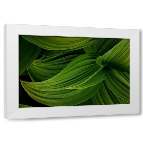 False Hellebore II White Modern Wood Framed Art Print by Mahan, Kathy