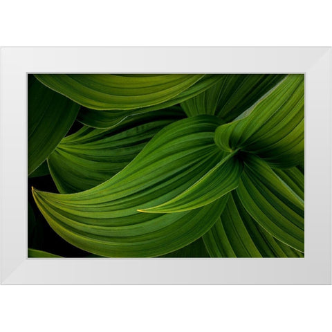 False Hellebore II White Modern Wood Framed Art Print by Mahan, Kathy