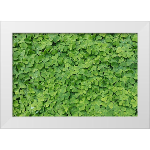 Dew Covered Oxalis White Modern Wood Framed Art Print by Mahan, Kathy