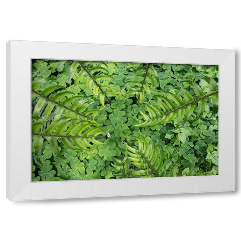 Sword Fern and Oxalis White Modern Wood Framed Art Print by Mahan, Kathy