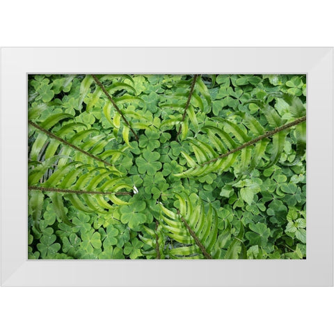 Sword Fern and Oxalis White Modern Wood Framed Art Print by Mahan, Kathy