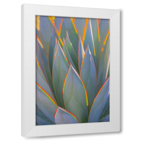California Agave I White Modern Wood Framed Art Print by Mahan, Kathy