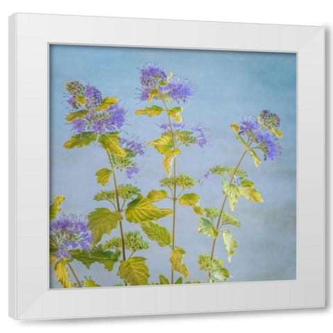 Caryopteris I White Modern Wood Framed Art Print by Mahan, Kathy