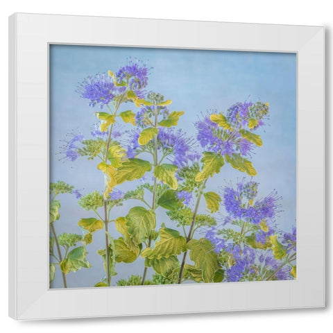 Caryopteris II White Modern Wood Framed Art Print by Mahan, Kathy