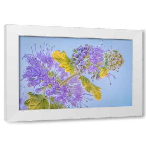 Caryopteris III White Modern Wood Framed Art Print by Mahan, Kathy