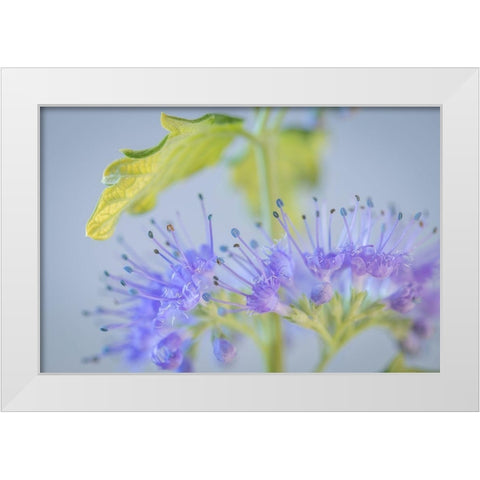Caryopteris IV White Modern Wood Framed Art Print by Mahan, Kathy
