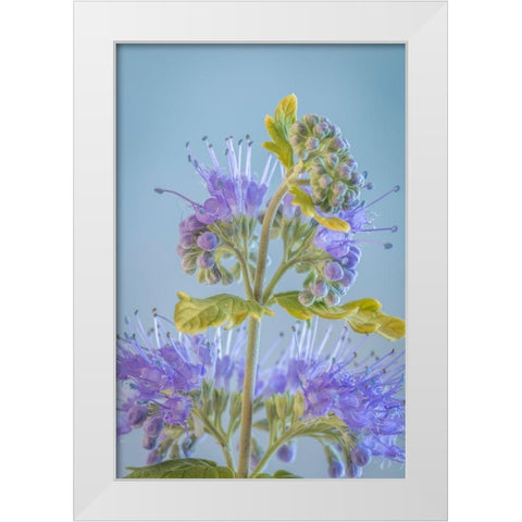 Caryopteris V White Modern Wood Framed Art Print by Mahan, Kathy