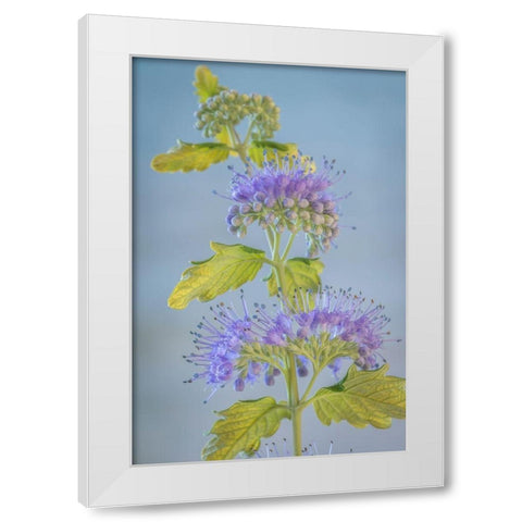 Caryopteris VI White Modern Wood Framed Art Print by Mahan, Kathy