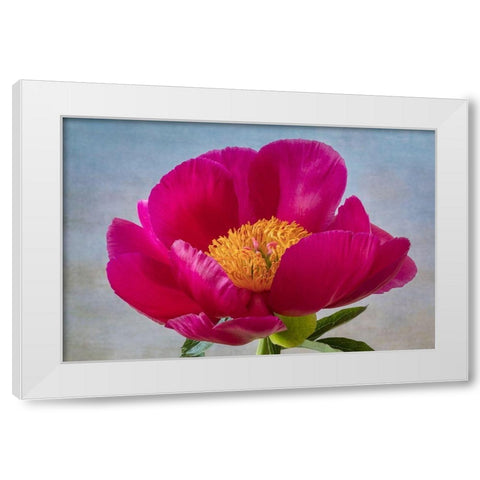 Peony Blossom II White Modern Wood Framed Art Print by Mahan, Kathy