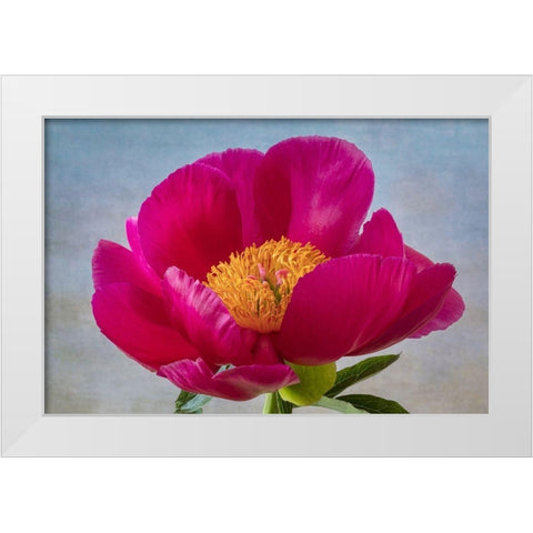 Peony Blossom II White Modern Wood Framed Art Print by Mahan, Kathy