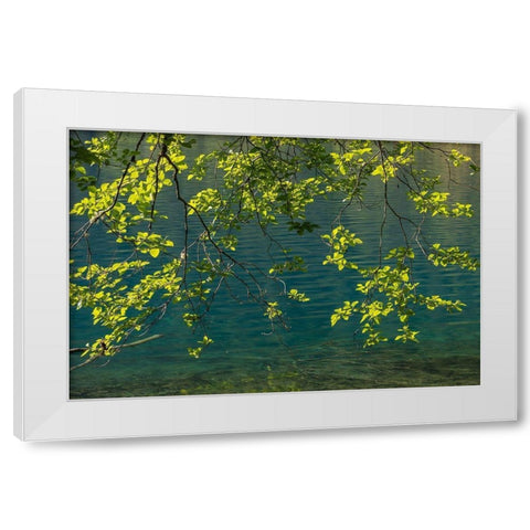 Overhanging Alder Trees II White Modern Wood Framed Art Print by Mahan, Kathy