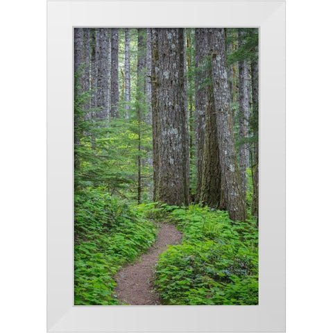 Lewis River Trail White Modern Wood Framed Art Print by Mahan, Kathy