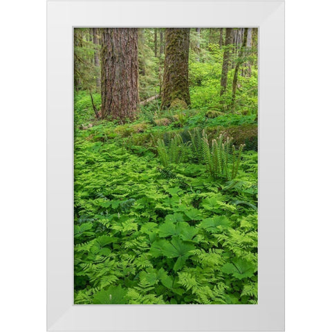 Spring in the Forest White Modern Wood Framed Art Print by Mahan, Kathy