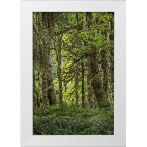 Quinault Rainforest I White Modern Wood Framed Art Print by Mahan, Kathy