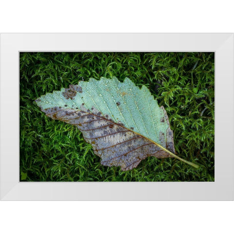 Alder Leaf White Modern Wood Framed Art Print by Mahan, Kathy