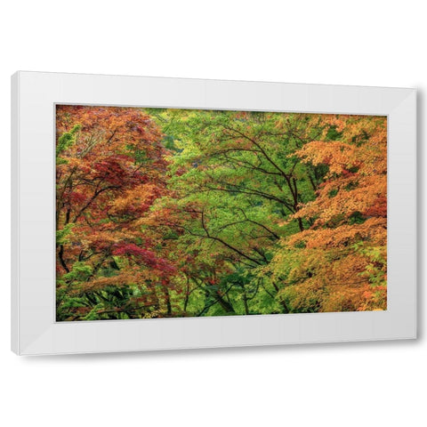 Autumn Forest White Modern Wood Framed Art Print by Mahan, Kathy