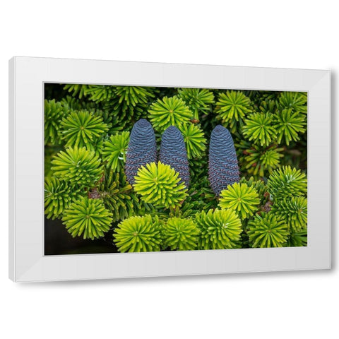 Korean Spruce Cones II White Modern Wood Framed Art Print by Mahan, Kathy