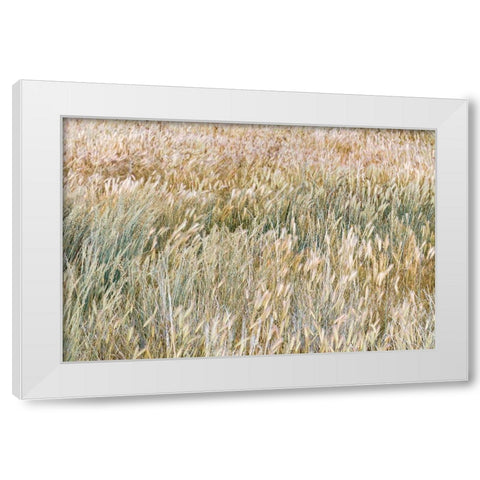 Foxtail Barley I White Modern Wood Framed Art Print by Mahan, Kathy