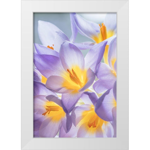 Crocus Blooms I White Modern Wood Framed Art Print by Mahan, Kathy